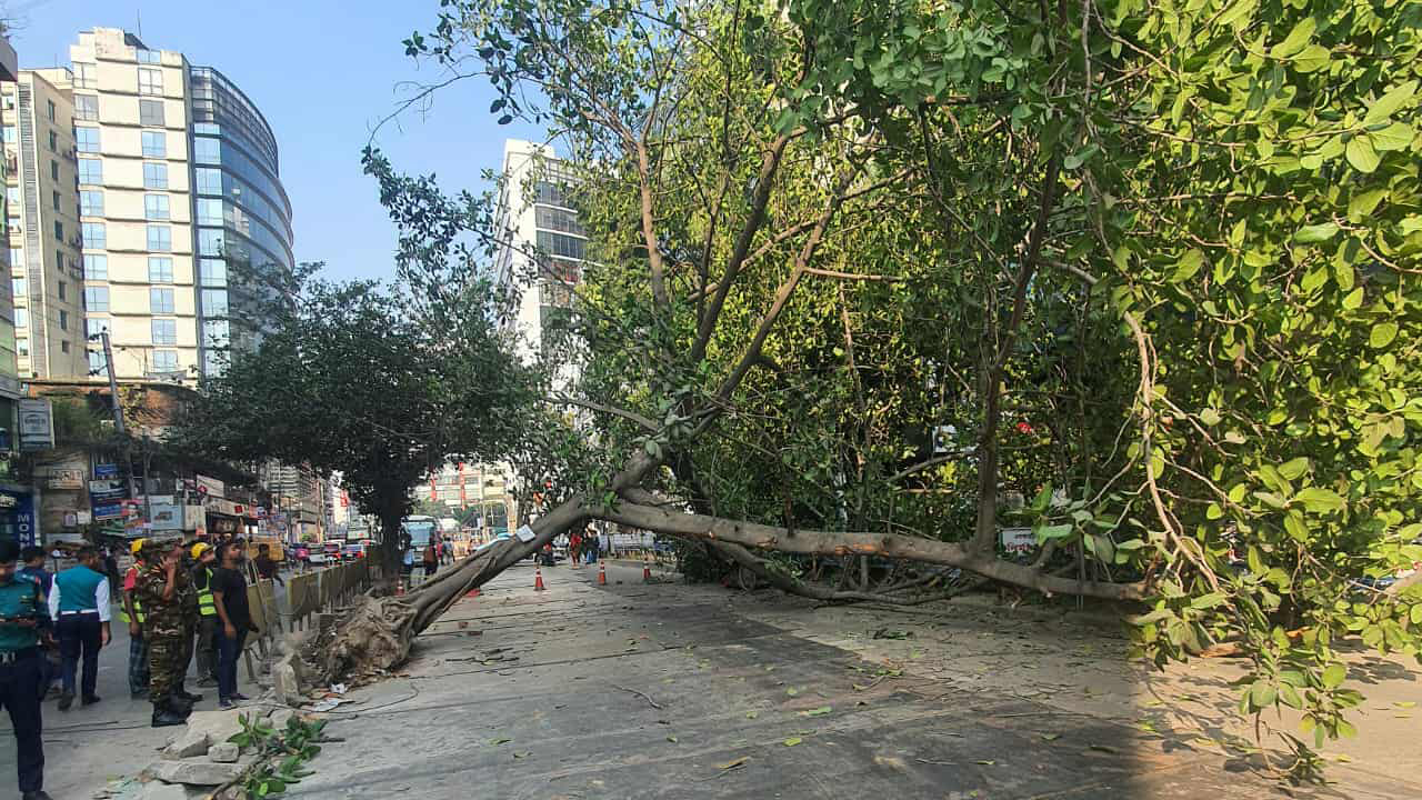 গুলশানে সড়কে গাছ পড়ে যানচলাচল বন্ধ, ৪ ঘণ্টা পর সচল