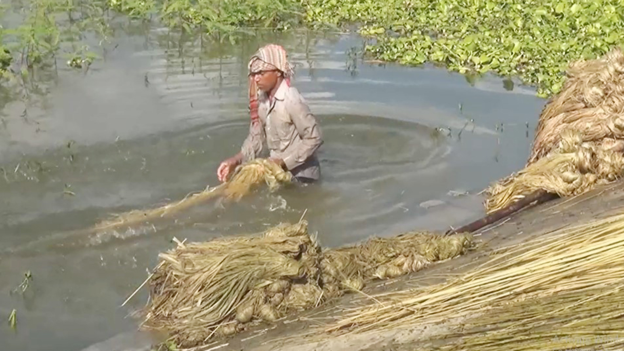 পাটের ফলন কমলেও দাম বেশি, ভালো লাভের আশা চাষিদের
