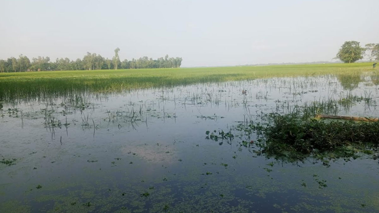 কুড়িগ্রামে তলিয়ে গেছে ফসল, নদীভাঙনে ঘরছাড়া শতাধিক পরিবার