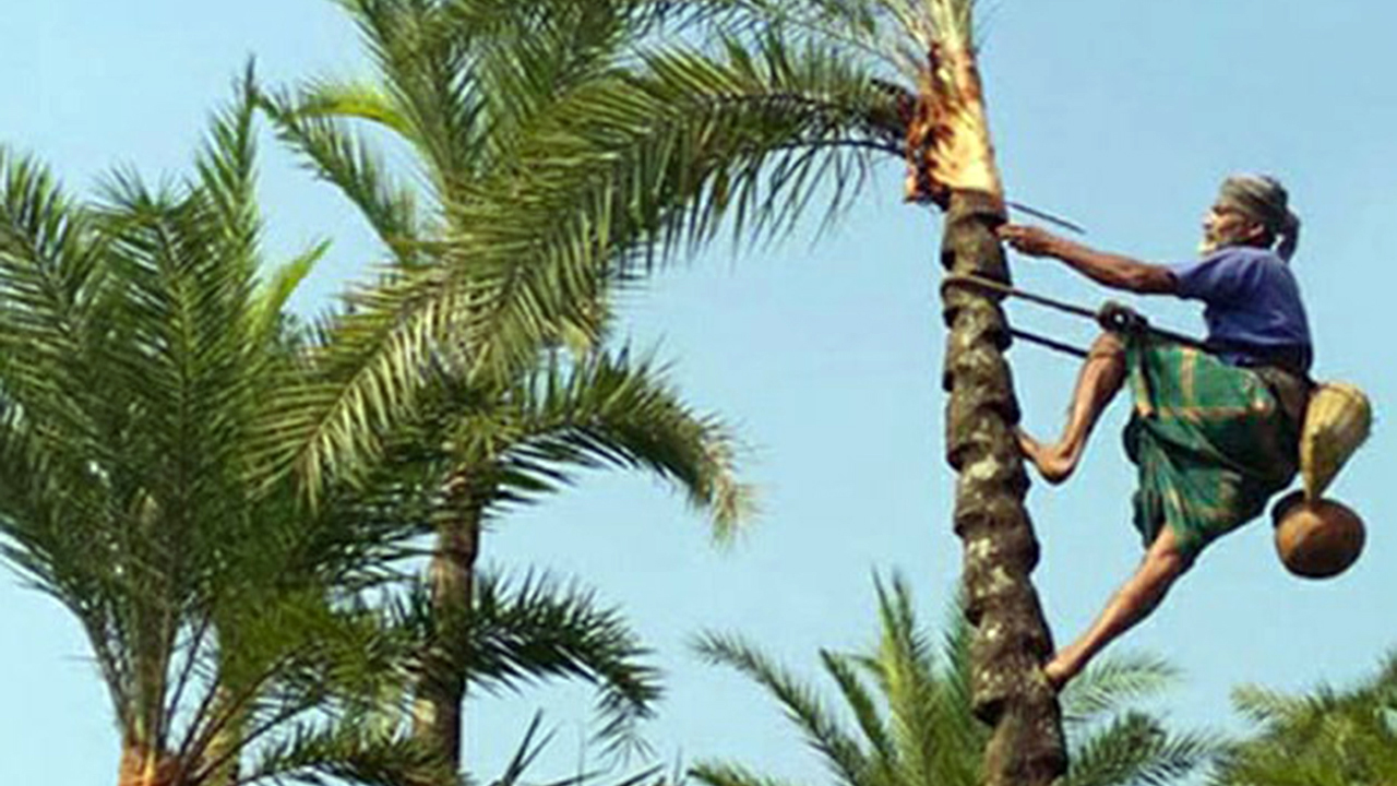 শীত আসছে, খেজুরের গাছ প্রস্তুতে ব্যস্ত গাছিরা