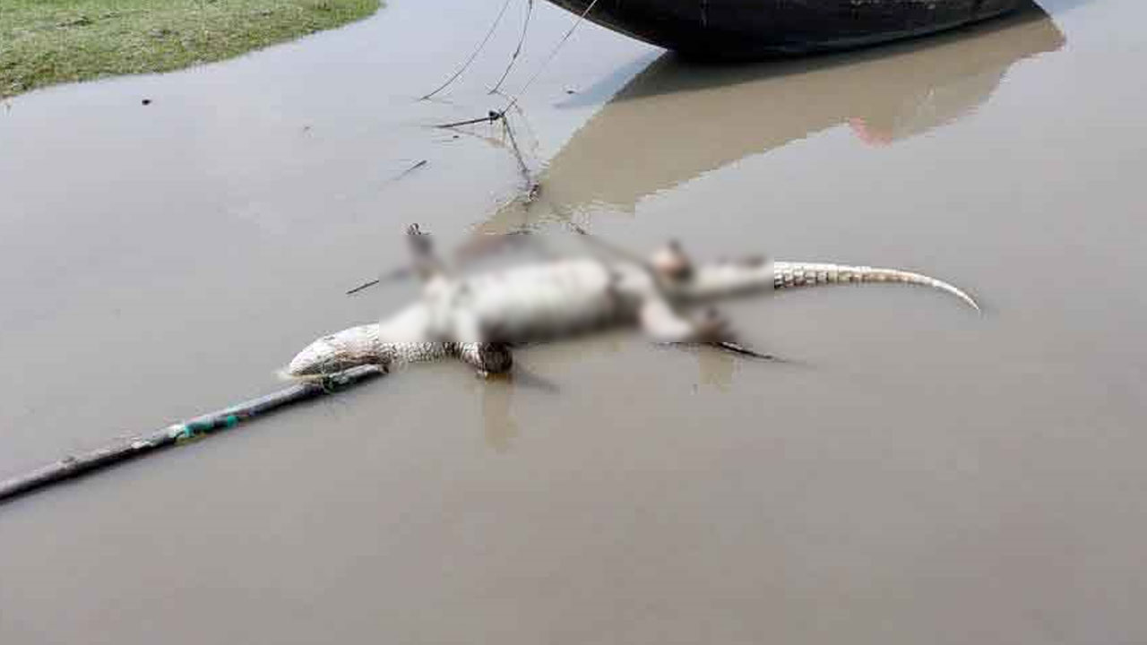 মোংলায় খালে ভাসছে পা হারানো কুমিরের মরদেহ