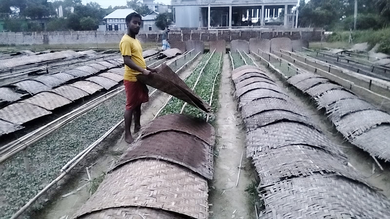 বৃষ্টির আশঙ্কায় দিশেহারা মুন্সীগঞ্জের চারা চাষিরা