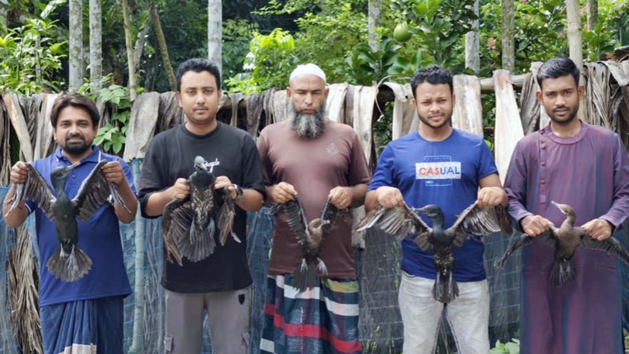 নাটোরে মুক্ত আকাশে ফিরল ৫ পানকৌড়ি