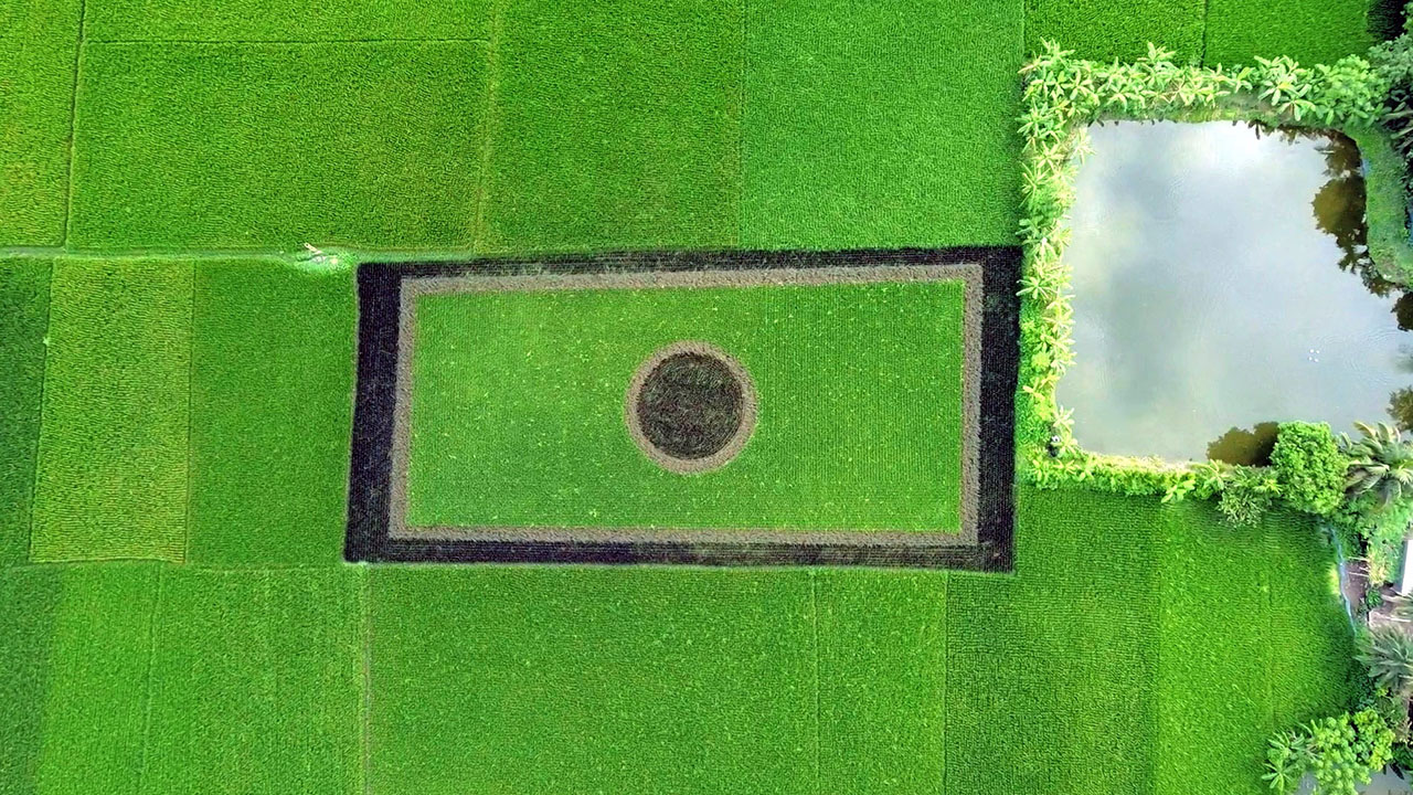 নাটোরে নজর কাড়ছে ধানগাছে আঁকা জাতীয় পতাকা