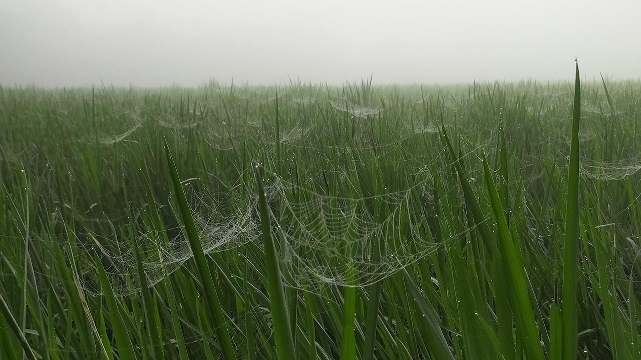 পঞ্চগড়ে বৃষ্টির মতো ঝরছে কুয়াশা, দুয়ারে কড়া নাড়ছে শীত