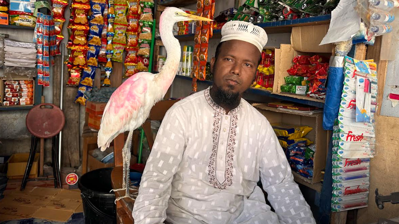 ঝড়ের সময় পড়ে আহত হওয়া বকটি এখন হেমায়েতের সঙ্গী