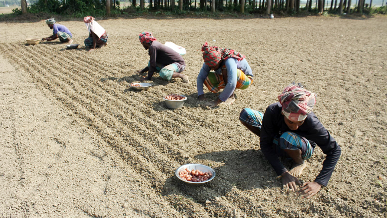 মুড়িকাটা পেঁয়াজ আবাদে ব্যস্ত চাষিরা, সারের দাম নিয়ে দুশ্চিন্তা