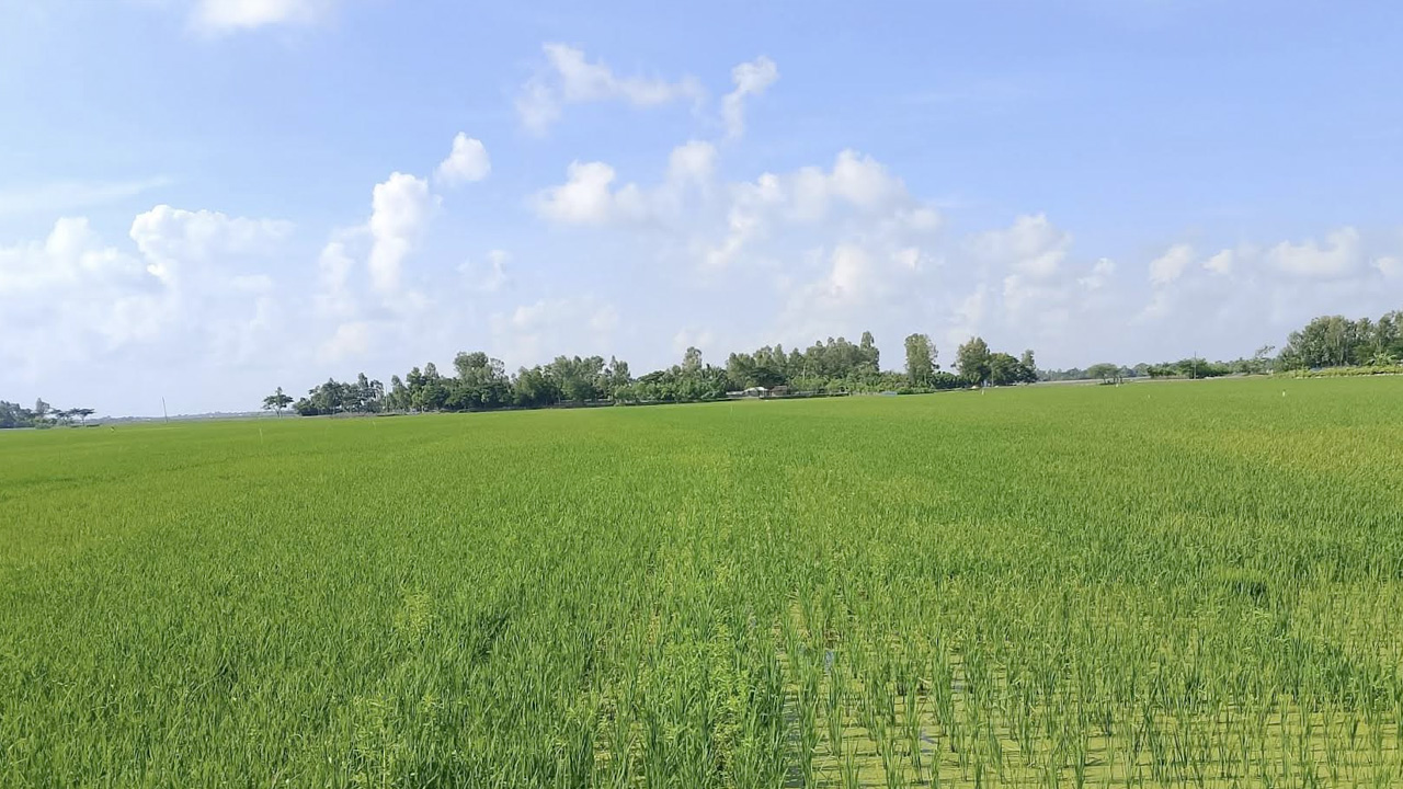 সাতক্ষীরায় লবণের ভেতরেও সবুজ স্বপ্ন : পরিকল্পিত চাষই সমাধান