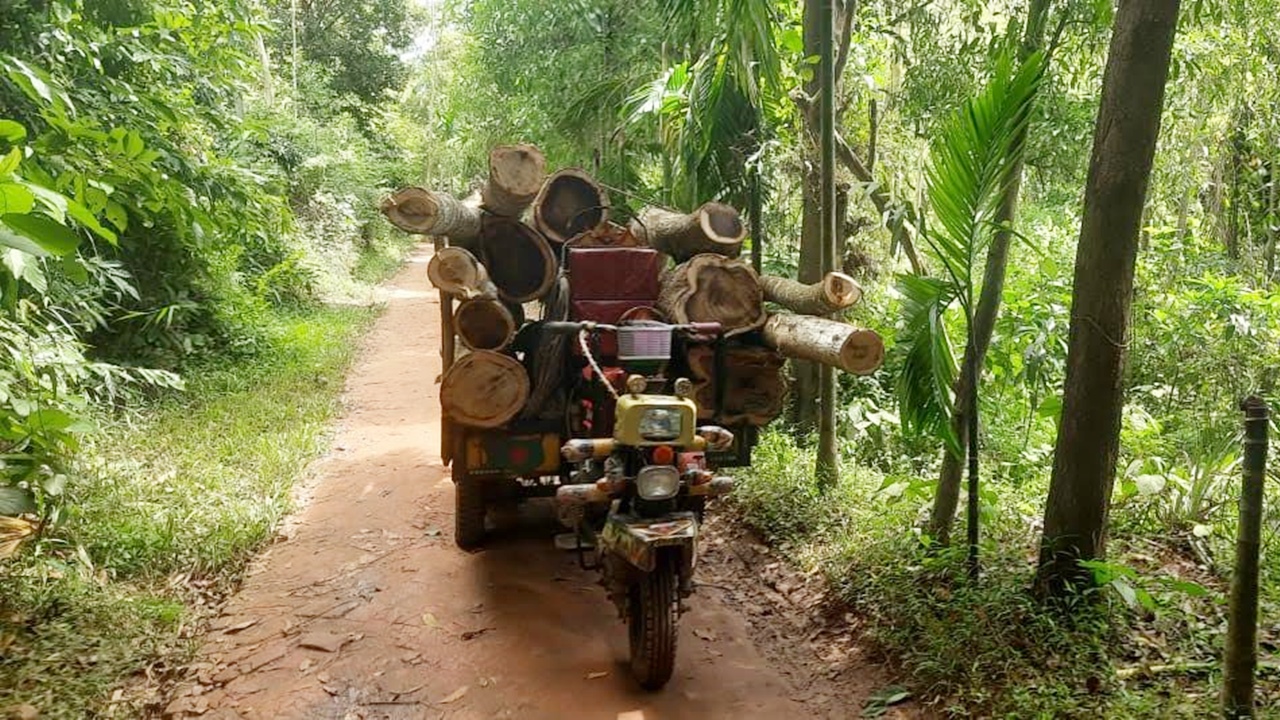 মুক্তিযোদ্ধার বাগানে পুলিশের সামনেই গাছ লুট, ইনচার্জ বললেন— জনবল কম ছিল