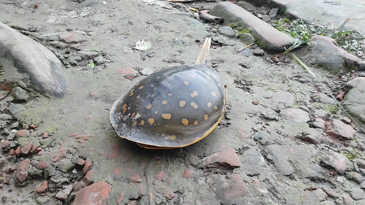 বাগেরহাটে বিরল প্রজাতির সুন্ধি কচ্ছপ উদ্ধার