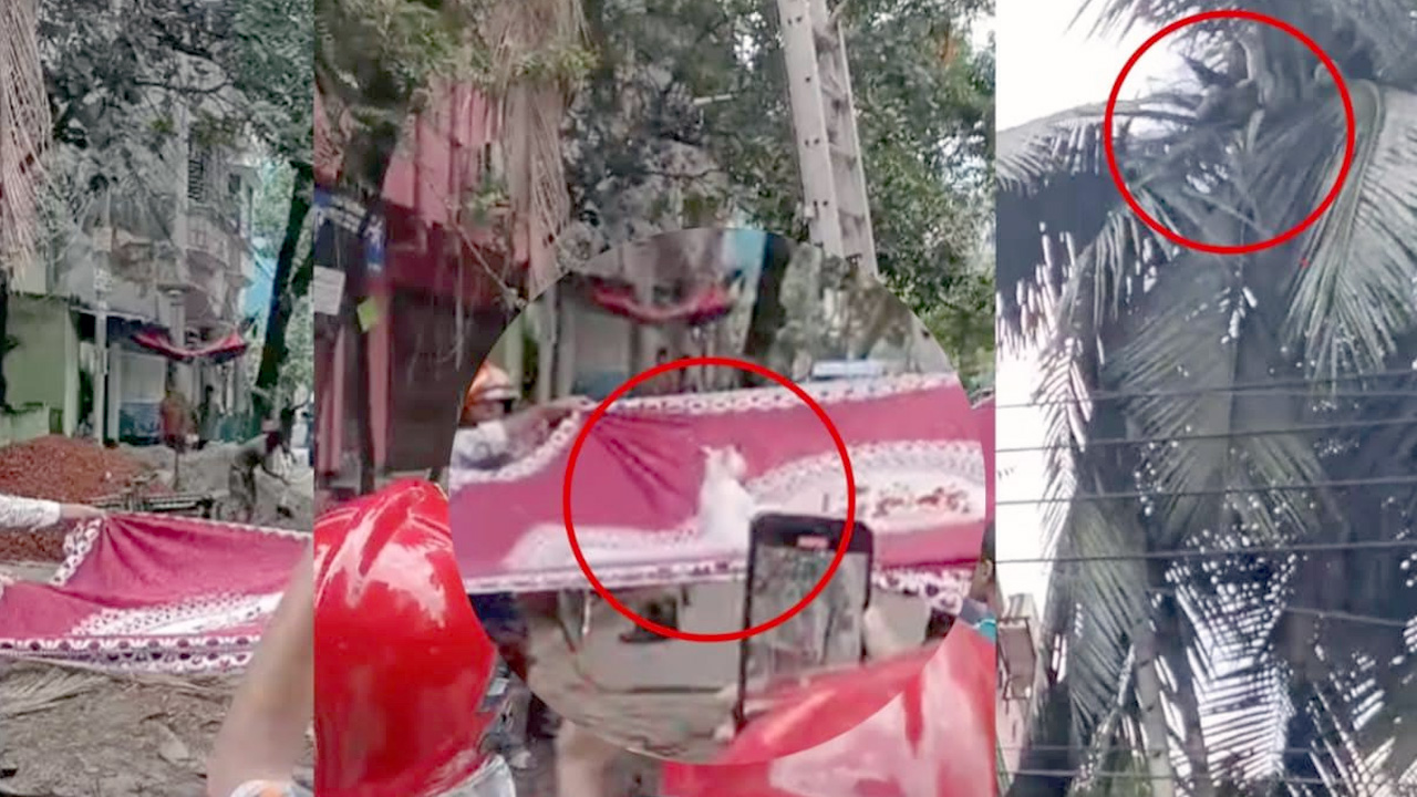 ৪৮ ঘণ্টা আটকে থাকার পর যেভাবে উদ্ধার হলো বিড়াল