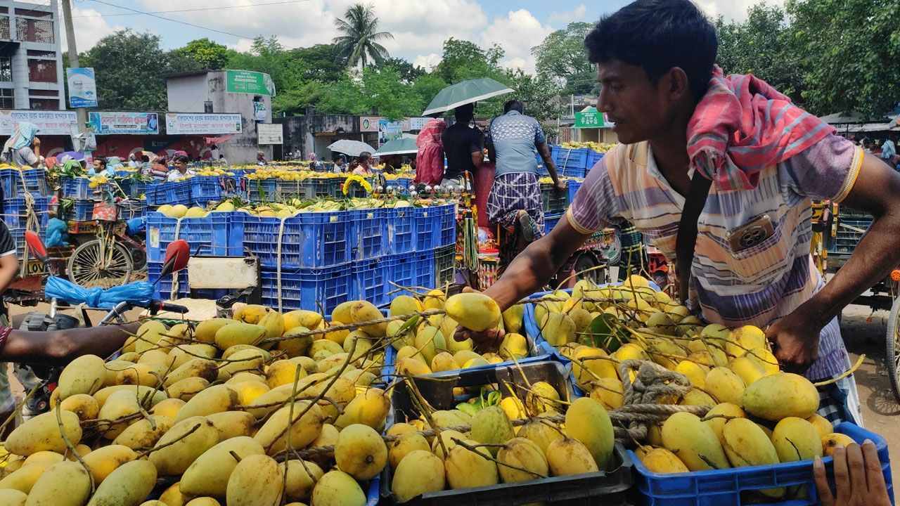 মৌসুম শেষেও জমজমাট কানসাট আম বাজার, দামে হতাশ চাষিরা