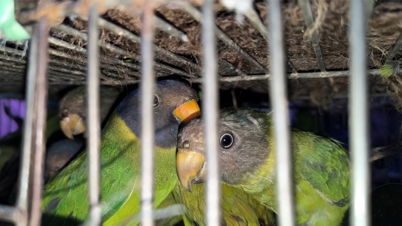 উদ্ধারের পর মুক্ত, আকাশে উড়ল ৭০ হিরামন টিয়া