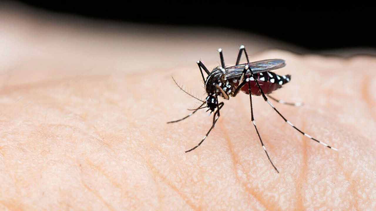 ডেঙ্গুতে একদিনে ১২ জনের মৃত্যু