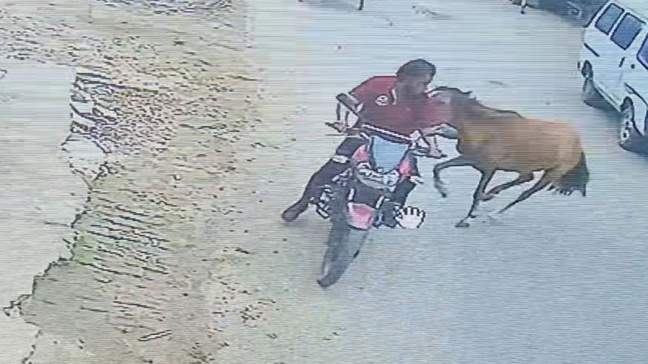 যাকে দেখছে তাকেই তেড়ে গিয়ে আক্রমণ করছে ঘোড়াটি 