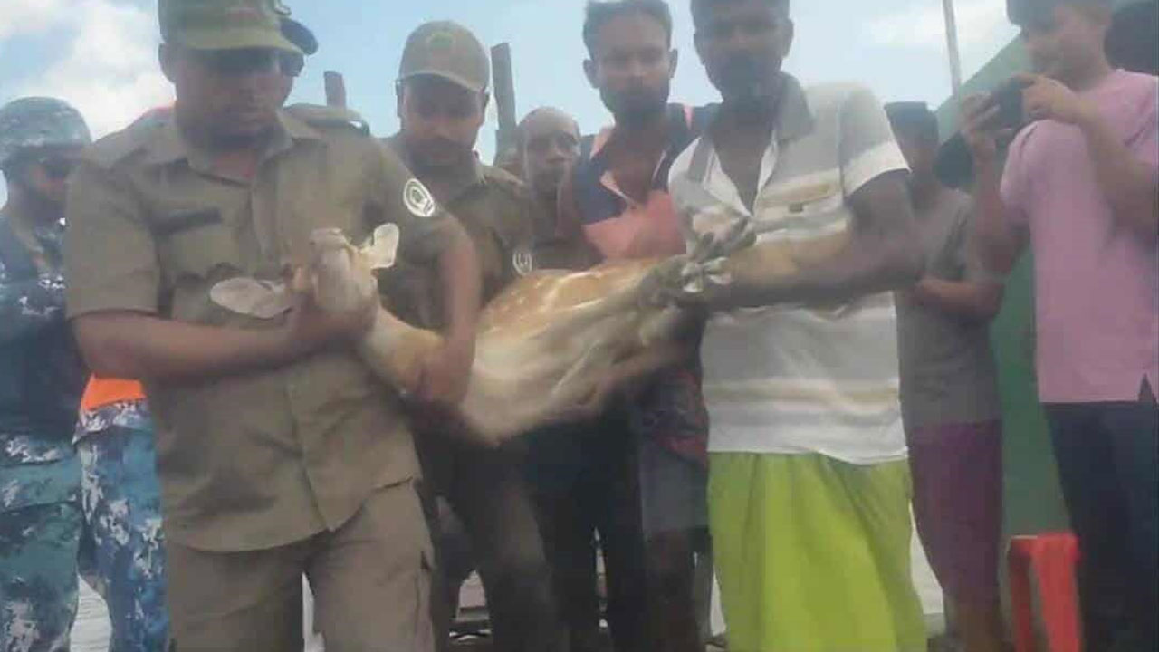 বাঘের ধাওয়া খেয়ে নদী পাড়ি দিয়ে লোকালয়ে দুই চিত্রল হরিণ