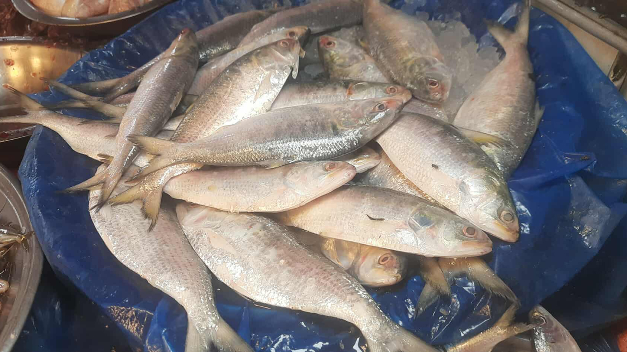 এক কেজির ইলিশ বিক্রি হচ্ছে ২২০০ টাকায়
