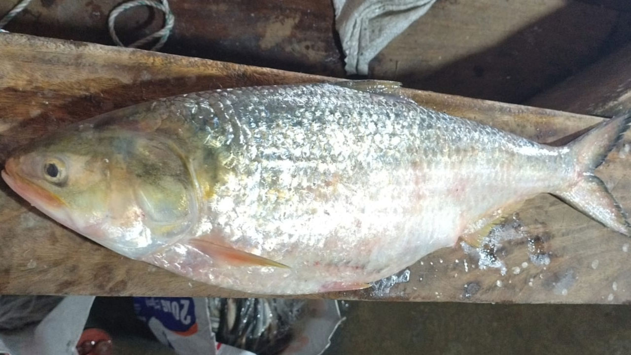 মেঘনায় ধরা পড়ল ৪ কেজির ‘রানি ইলিশ’, ১০ হাজার টাকায় বিক্রি