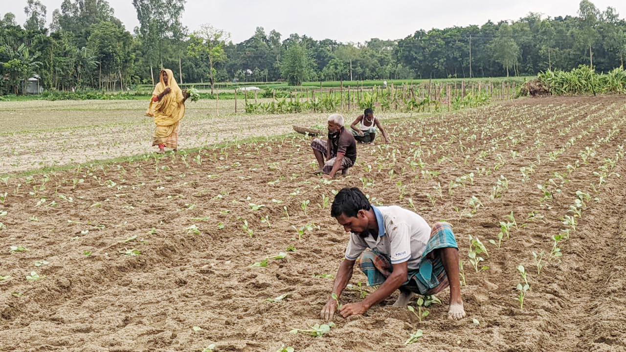 কুড়িগ্রামে সার ও বীজ সংকট, বিপাকে আগাম সবজি চাষিরা