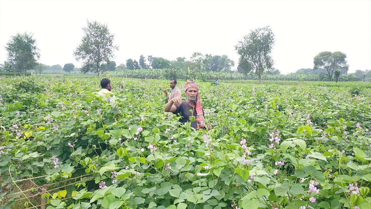 আগাম শিম চাষে লাভের স্বপ্ন দেখছেন মেহেরপুরের কৃষকরা