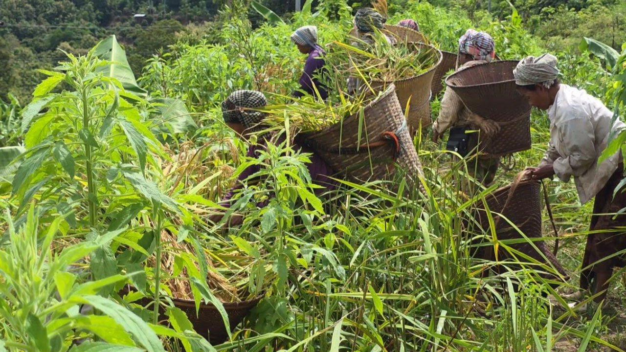 পাহাড়ে সোনালী আভা ছড়াচ্ছে জুমের পাকা ধান
