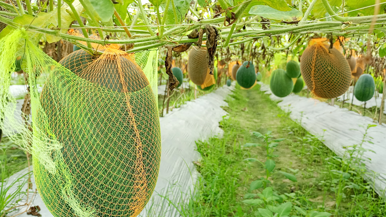 অসময়ে তরমুজ চাষে বাজিমাত ওসমান ও সুমনের