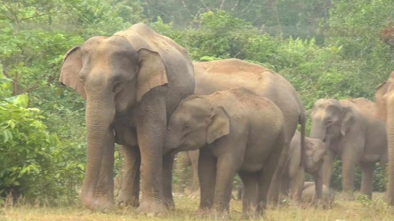 শেরপুরে বন্য হাতির আক্রমণে বৃদ্ধের মৃত্যু