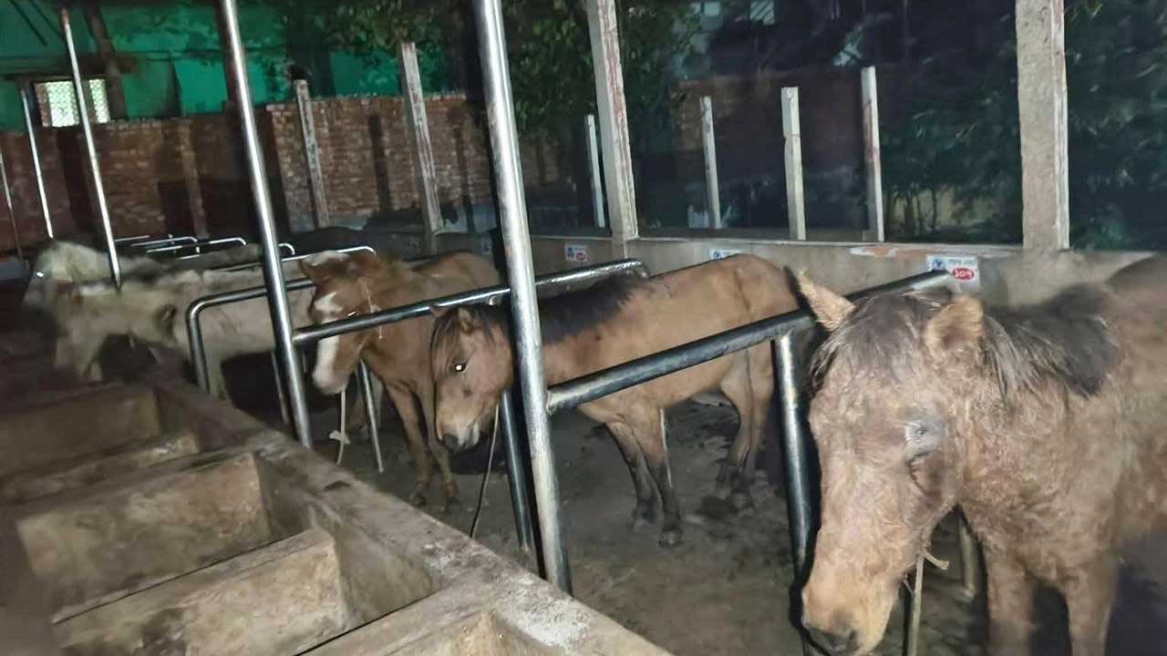 খামারে জবাই হতো ঘোড়া, মাংসসহ ১১টি জীবিত উদ্ধার