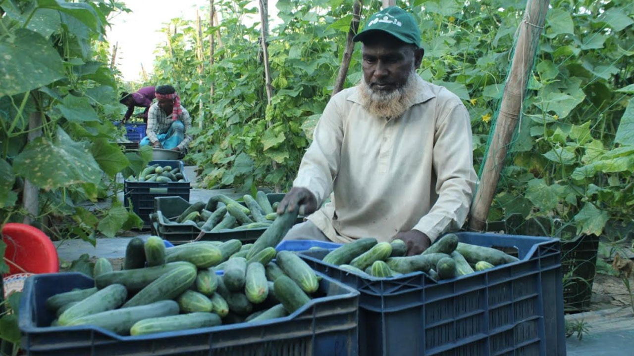 ইউটিউব দেখে মালচিং পদ্ধতিতে শসা চাষে চমক