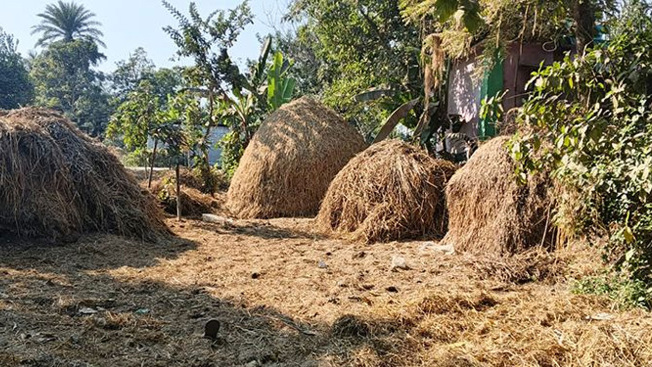 খড়ের গাদার ভেতর থেকে শিশুর ব্যাগভর্তি মরদেহ উদ্ধার