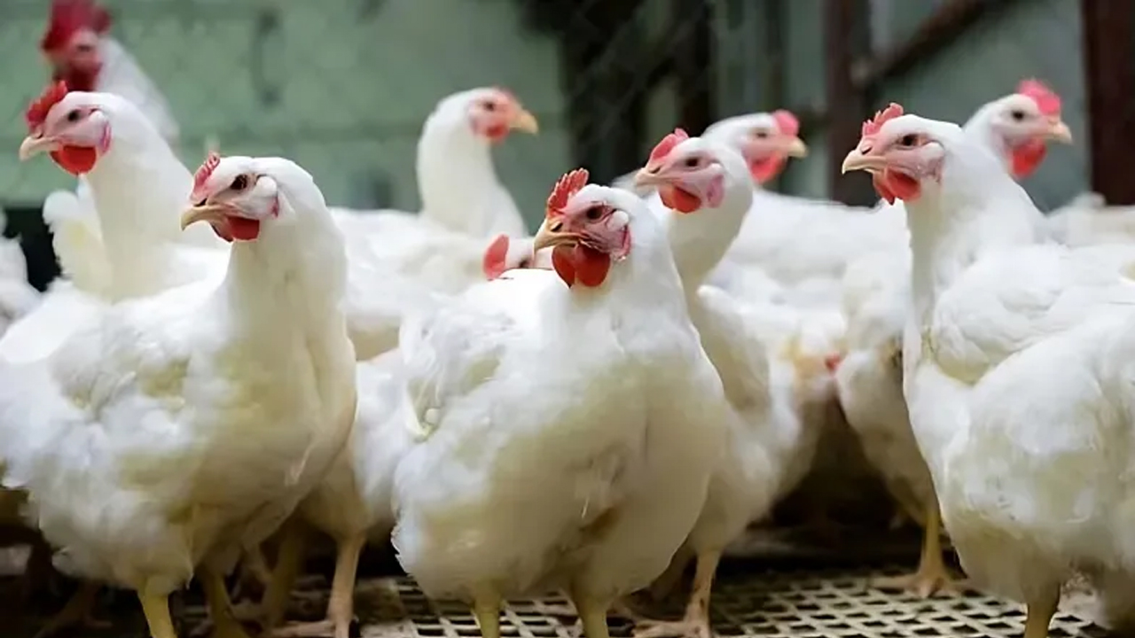 সপ্তাহের ব্যবধানে কেজিতে ২০ টাকা বাড়ল ব্রয়লার মুরগির দাম