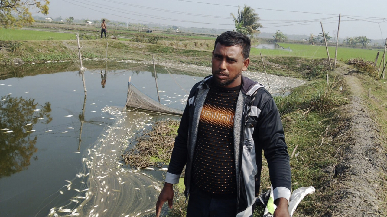 সাতক্ষীরায় পুকুরে বিষ প্রয়োগ, ভেসে উঠল ২০ লাখ টাকার মাছ