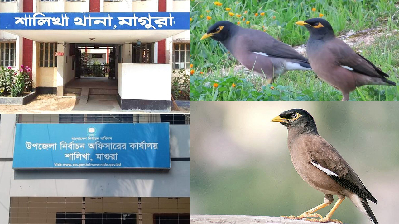 শালিখা নামের উৎস যে শালিক, সেই পাখিই আজ বিলুপ্তির পথে