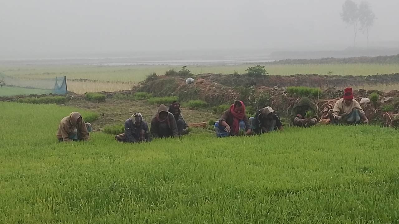 কুড়িগ্রামে আবারও মৃদু শৈত্যপ্রবাহ, বিপর্যস্ত জনজীবন