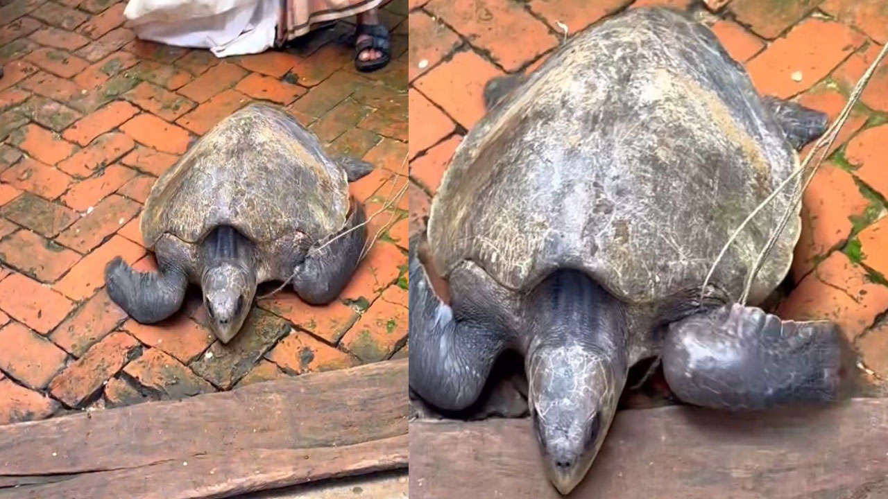 শিবচরে ৩২ কেজি ওজনের কচ্ছপ উদ্ধার, পদ্মায় অবমুক্ত