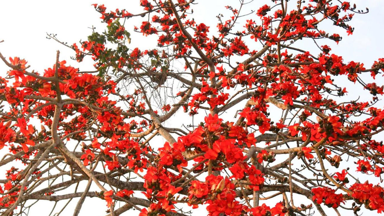 মাগুরায় বিলুপ্তির পথে শিমুল গাছ, সংরক্ষণের দাবি স্থানীয়দের