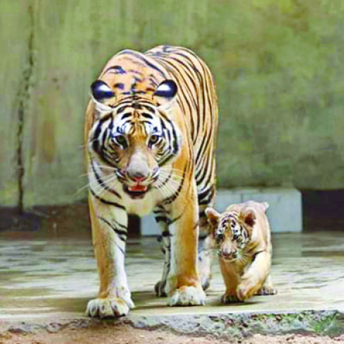 চিড়িয়াখানা